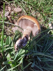 Stropharia coronilla