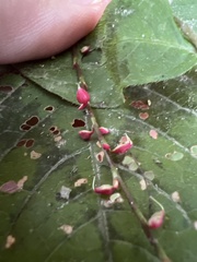 Persicaria filiformis