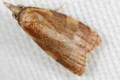 Cenopis diluticostana