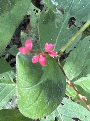 Persicaria filiformis
