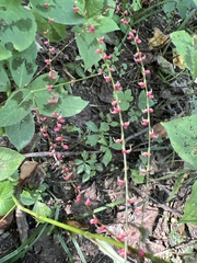 Persicaria filiformis