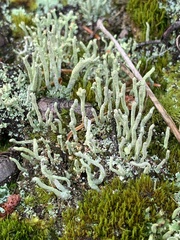 Cladonia macilenta