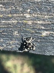 Phidippus otiosus