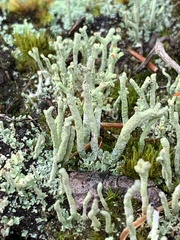 Cladonia macilenta