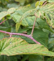 Stictocephala basalis