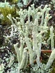 Cladonia macilenta