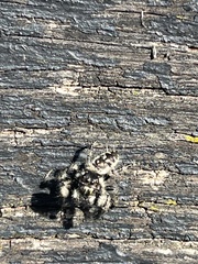 Phidippus otiosus