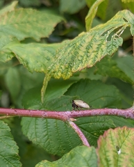 Stictocephala basalis