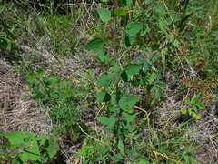 Porophyllum ruderale macrocephalum