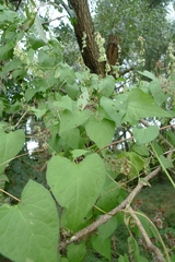Fallopia dumetorum
