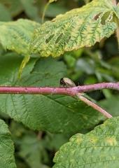 Stictocephala basalis