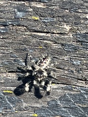 Phidippus otiosus