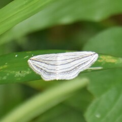 Scopula opicata