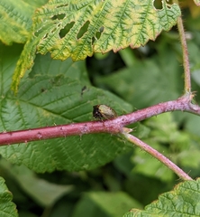 Stictocephala basalis