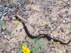 Crotalus cerberus