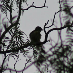 Empidonax fulvifrons