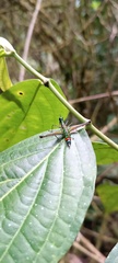 Paramastax duquei