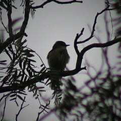 Empidonax fulvifrons