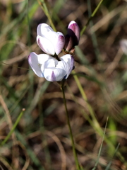 Ixia versicolor