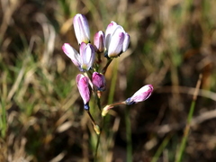Ixia versicolor