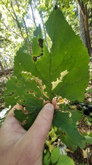 Scrobipalpula manierreorum