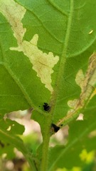 Scrobipalpula manierreorum