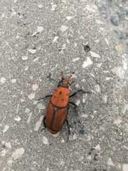 Rhynchophorus ferrugineus