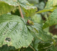 Stictocephala basalis