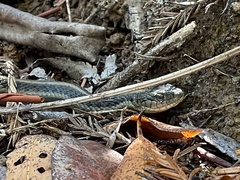 Thamnophis atratus