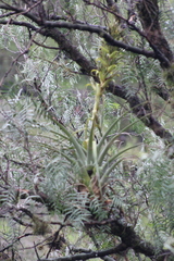 Tillandsia bourgaei
