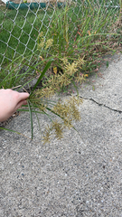 Cyperus esculentus