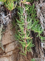 Carpobrotus