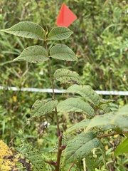 Juglans nigra