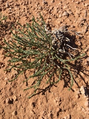 Anabasis brevifolia
