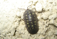 Armadillidium depressum