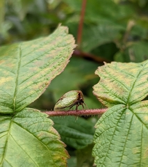 Stictocephala basalis
