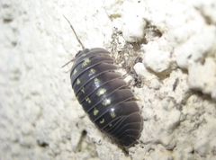 Armadillidium depressum