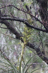 Tillandsia bourgaei