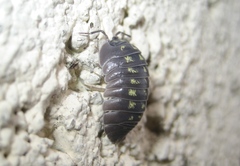 Armadillidium depressum