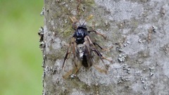 Cimbex femoratus