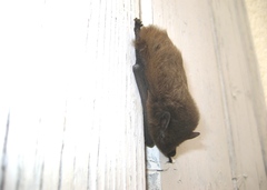 Pipistrellus nathusii
