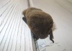 Pipistrellus nathusii