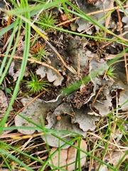 Peltigera rufescens
