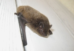 Pipistrellus nathusii
