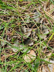 Peltigera rufescens