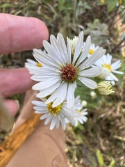 Symphyotrichum pilosum