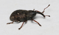 Notaris acridulus