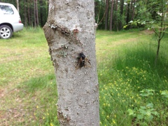 Cimbex femoratus