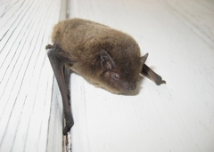 Pipistrellus nathusii