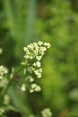 Galium palustre